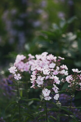 phlox paniculata blooming in summer cottage garden