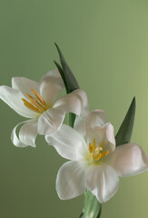 Naklejka premium white beautiful tulips on green background