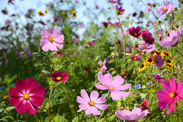 Garten 1463 © K.-U. Häßler