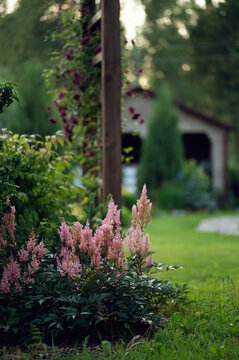 pink astilbe blooming in summer cottage ornamental garden