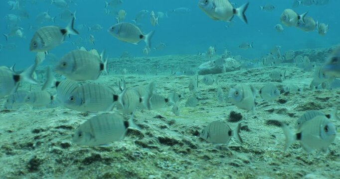 underwater fish scenery from mediterranean  sea breams ocean scenery underwater landscape seabreams  Diplodus sargus