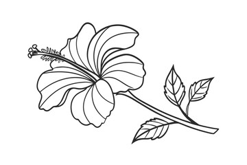 Hibiscus flower line drawing vector
