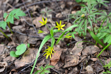 Gagea in Spring Woodland close up