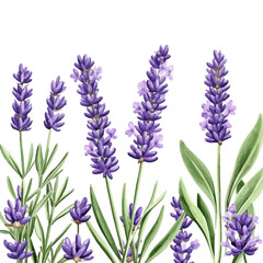 Obraz premium Image of flowers isolated on white background