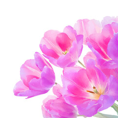 Obraz premium Image of flowers isolated on white background