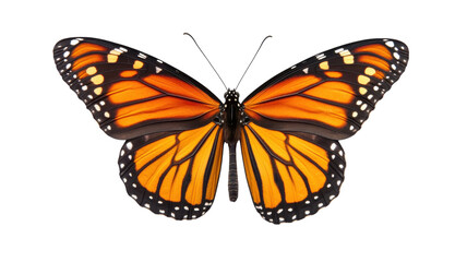 Fototapeta premium Monarch butterfly displaying vibrant orange and black wings under natural light