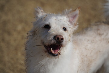A white mixed breed dog is having a happy time in the field.