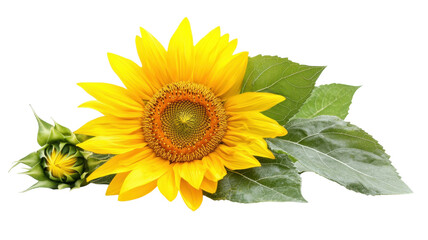 Fototapeta premium Sunflower and bud with green leaves captured in bright light against a white background