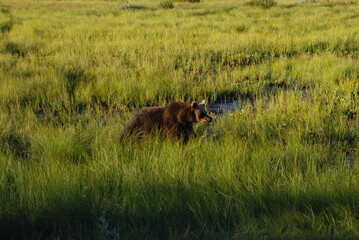 Ours femelle observée à proximité de Kuusamo (Finlande)