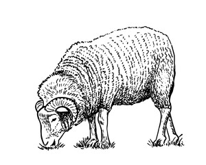Ram sketch style drawing. Farm animal retro vector hand drawn illustration. Sheep eating grass.