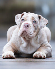 Portrait of a cute puppy with a unique coat pattern, resting on a wooden boardwalk. Soft colors, gentle gaze, and natural background create a warm and inviting atmosphere.