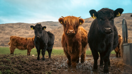 Scottish Highland Cattle Calfs Eating