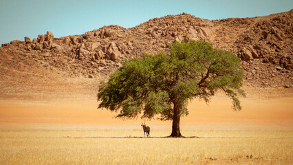 Oryx shade by Tree in Namibia