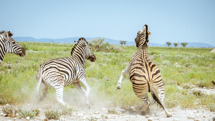 Zebras Fighting in Etosha National Park