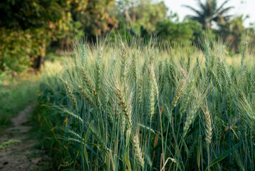 Green wheat ears ripen in the summer. Background of wheat. Rural landscape of wheat green field.