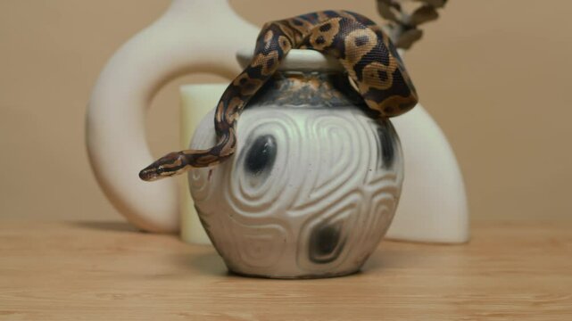 Close up shot of calm small ball python wriggling on ceramic vase on wooden table isolated on brown background