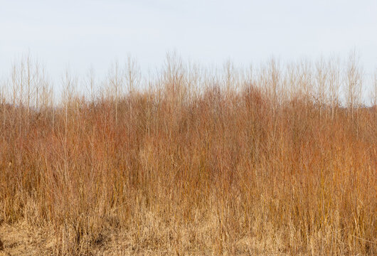 A thicket of young trees in a field