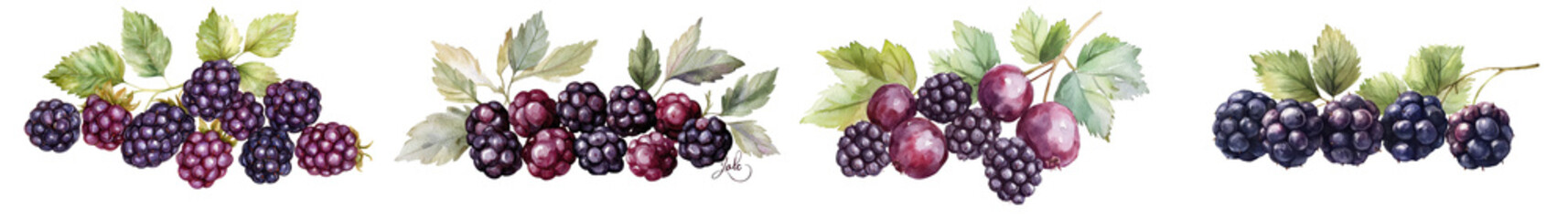 Fototapeta premium Lush grape bunches in vibrant purple black and green colors hanging on grapevine with healthy leaves Bountiful harvest from a vineyard or farm showcasing the beauty and abundance of organic