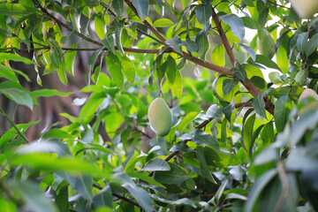 Fresh of unripe green mango fruit on the mango tree. Natural and organic high vitamin fruit from nature. Mangifera Indica L. mango fruit