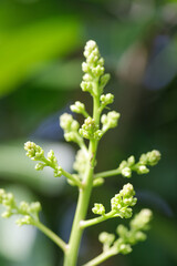 Mango blossoms are blooming before fruiting..The mango bouquet of mango flower is bloom in the nature