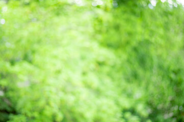 green defocused background of tree foliage
