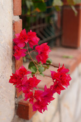 red flower on the facade of the building