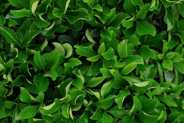background leaves green bushes nature