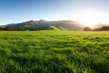Fototapeta premium lush green meadow with mountains in the background
