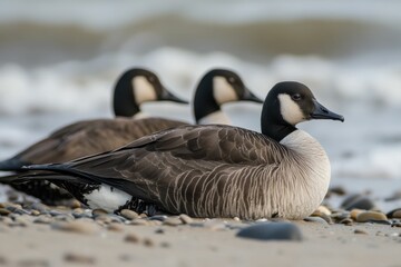 Fototapeta premium Brant Birding: Atlantic Brant Geese Behavior on the Beaches of New Jersey