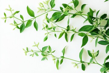 Andrographis Paniculata: Herbal Medicine Plant on White Background
