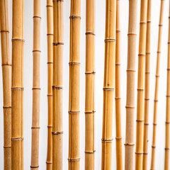 Fototapeta premium bamboo forest background