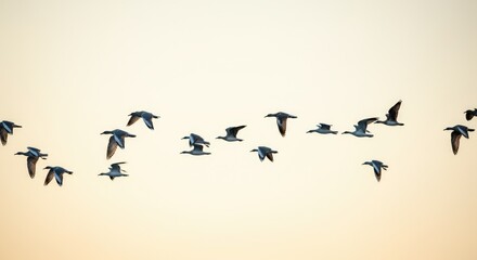 Fototapeta premium Flock of birds flying in formation against clear sky, captured during sunset or sunrise