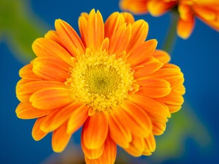 A stunning close-up of a yellow-orange gerbera flower against a vibrant blue background. Perfect for nature, spring, or floral-themed projects.