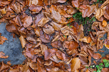 A Beautiful Tapestry of Autumn Leaves on a Forest Floor, Capturing the Essence of Nature’s Change in a Colorful Display of Brown, Orange, and Gold Hues