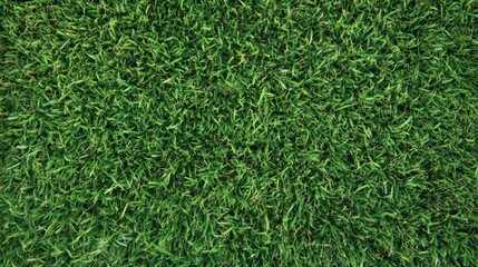 Bermuda Grass - Close-Up Background for Summer Parks and Gardens