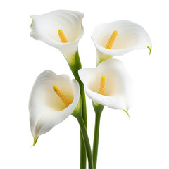 Elegant calla lilies arranged beautifully on a transparent background showcasing their natural beauty and purity, Calla Lilies flowers isolated on transparent background cutout