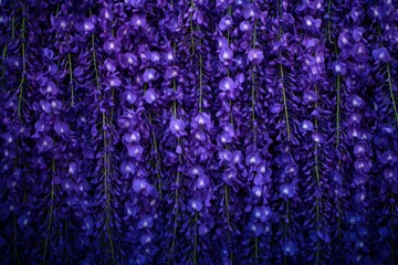 Chinese Wisteria. Beautiful Purple Blossom of Aromatic Blue Rain in Botanical Setting