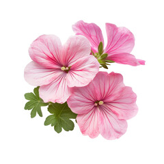 Pink geranium flowers with delicate petals and green leaves isolated on a transparent background for a fresh and vibrant look, geraniums flowers isolated on transparent background cutout