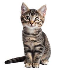 Fototapeta premium Young striped cat sitting confidently against a clean transparent background, showcasing its playful nature, Young cat on transparent background