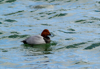 The common pochard Aythya ferina - diving duck wintering in the Black Sea estuary, Ukraine