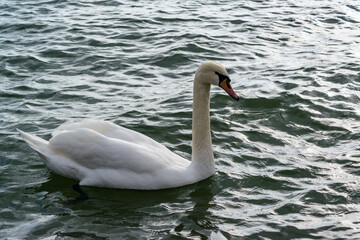 Swan with gray plumage swims in a salt estuary in winter, Mute swan -Cygnus olor, Ukraine