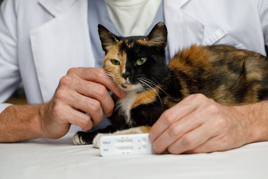 Healthy cat pet and negative rapid test in veterinarian hand indoor