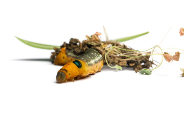 Yellow head of Caterpillar Oleander Hawk moth or Daphnis nerii on white background
