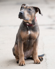 A young dog with a loyal gaze and unique coat pattern sits attentively on a concrete surface. Its curious expression and relaxed posture make the image especially expressive.