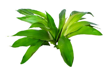Fresh green plant leaves, studio shot, black background, food ingredient