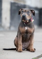 A young dog with a loyal gaze and unique coat pattern sits attentively on a concrete surface. Its curious expression and relaxed posture make the image especially expressive.