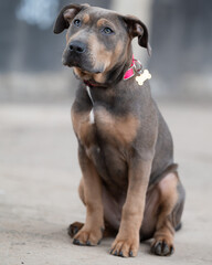 A young dog with a loyal gaze and unique coat pattern sits attentively on a concrete surface. Its curious expression and relaxed posture make the image especially expressive.