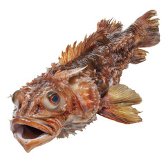 Fresh monkfish displayed on a clean transparent background highlighting its unique features and colors, Monkfish on transparent background