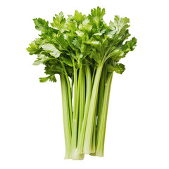 A fresh bunch of green, giant celery against a transparent background,