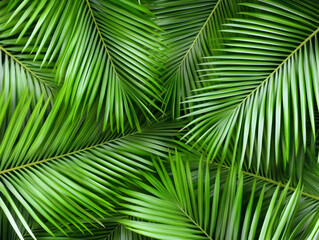Lush Green Palm Fronds Background Image